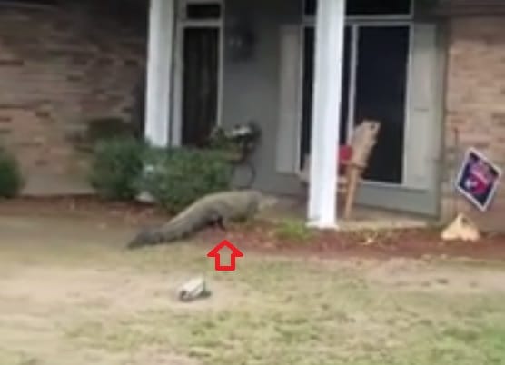 Watch how Alligator caught while entering house at Louisiana in the USA
