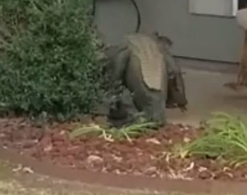 Watch how Alligator caught while entering house at Louisiana in the USA