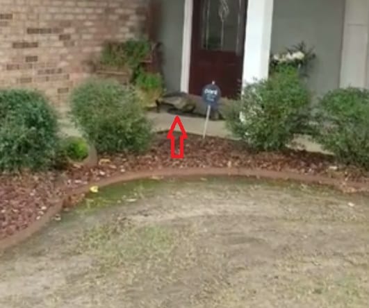 Watch how Alligator caught while entering house at Louisiana in the USA