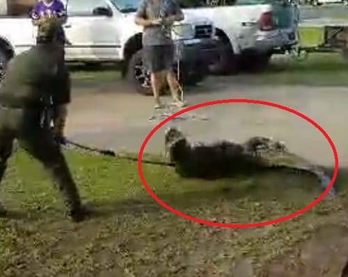 Watch how Alligator caught while entering house at Louisiana in the USA