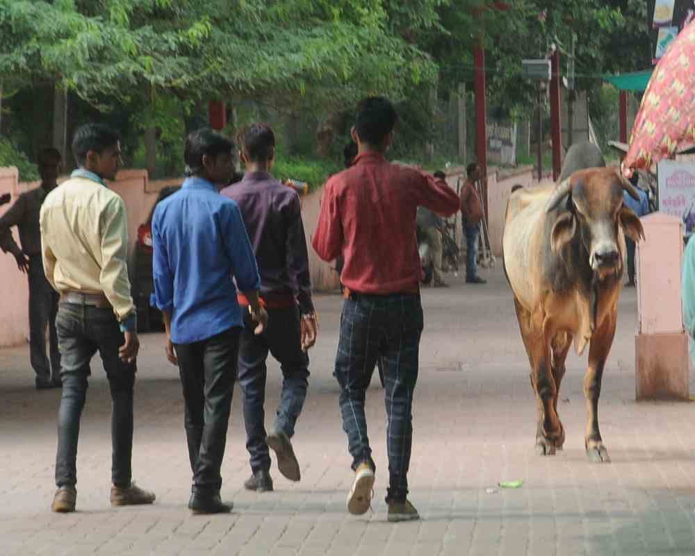 life of tourist visiting tajmahal is in danger