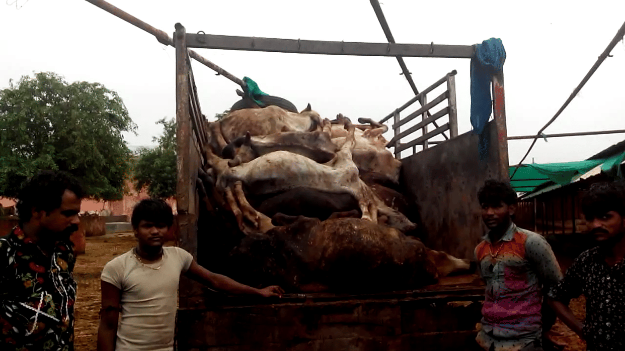 20 cows death in 3 days