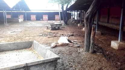 20 cows death in 3 days