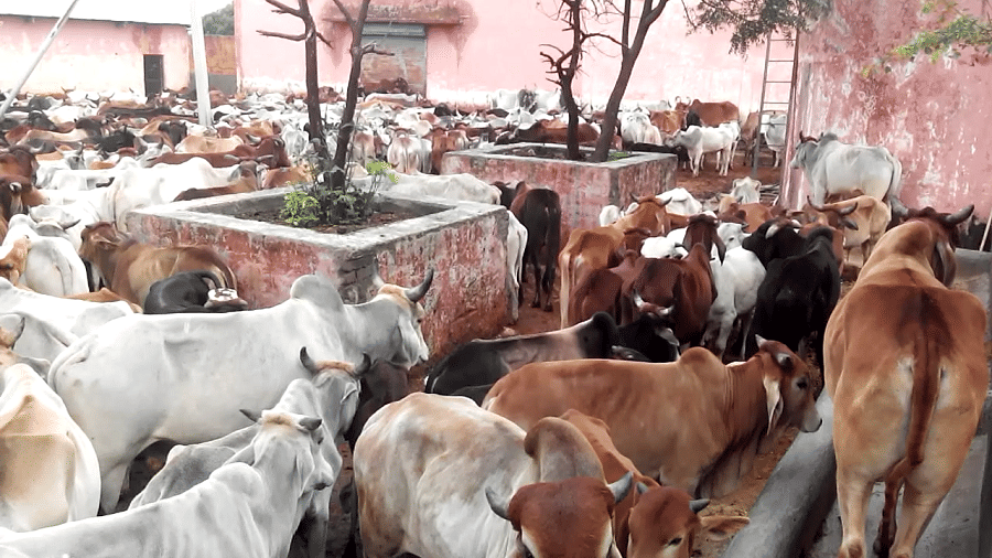 Muslim businessmen, who came forward to save the cow