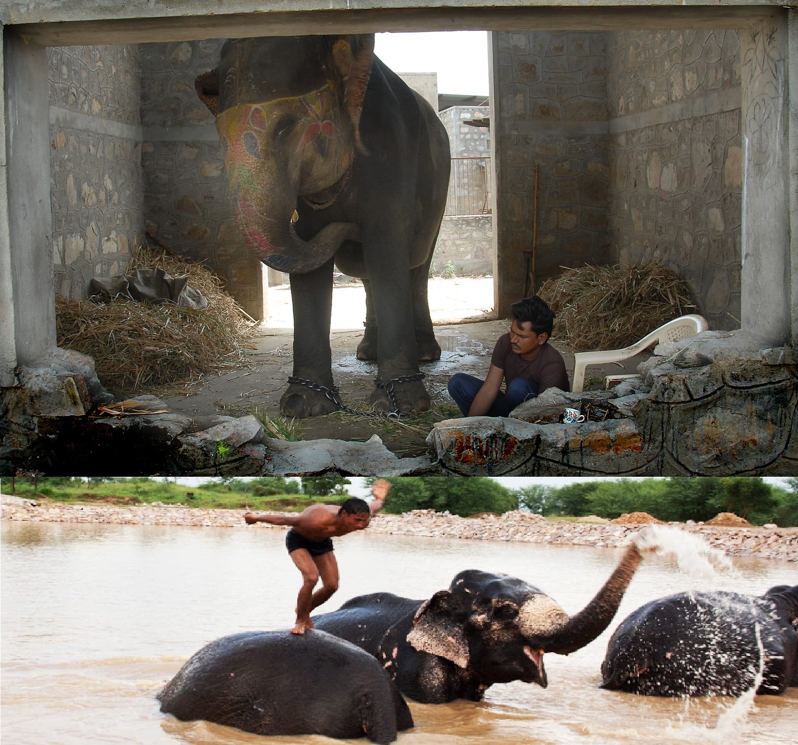 This unique 'Hathi village' has been set up for elephants