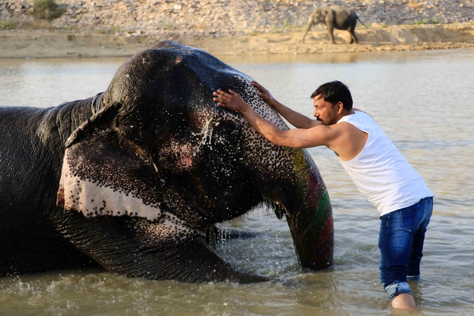 This unique 'Hathi village' has been set up for elephants