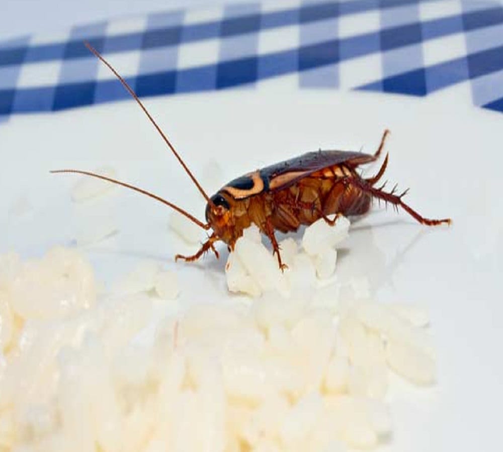 This easy home remedies will make you tension free from the cockroach