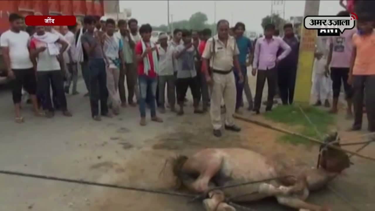 जींद, घोड़ी की मौत