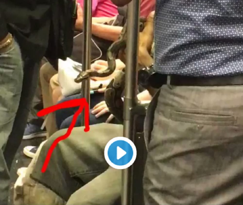 Man carried snake in metro women informed Massachusetts Bay Transportation Authority posting video