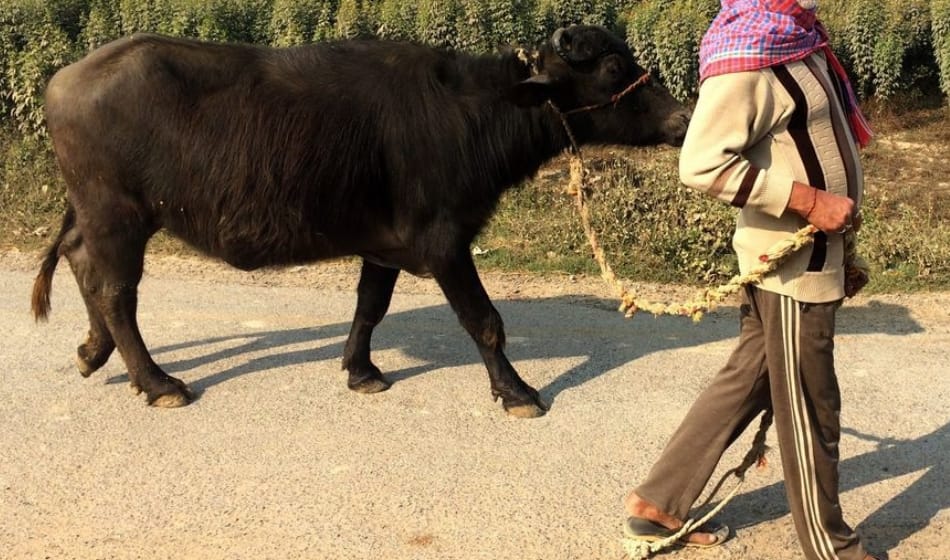 thieves not stolen cows and got away with buffaloes in delhi