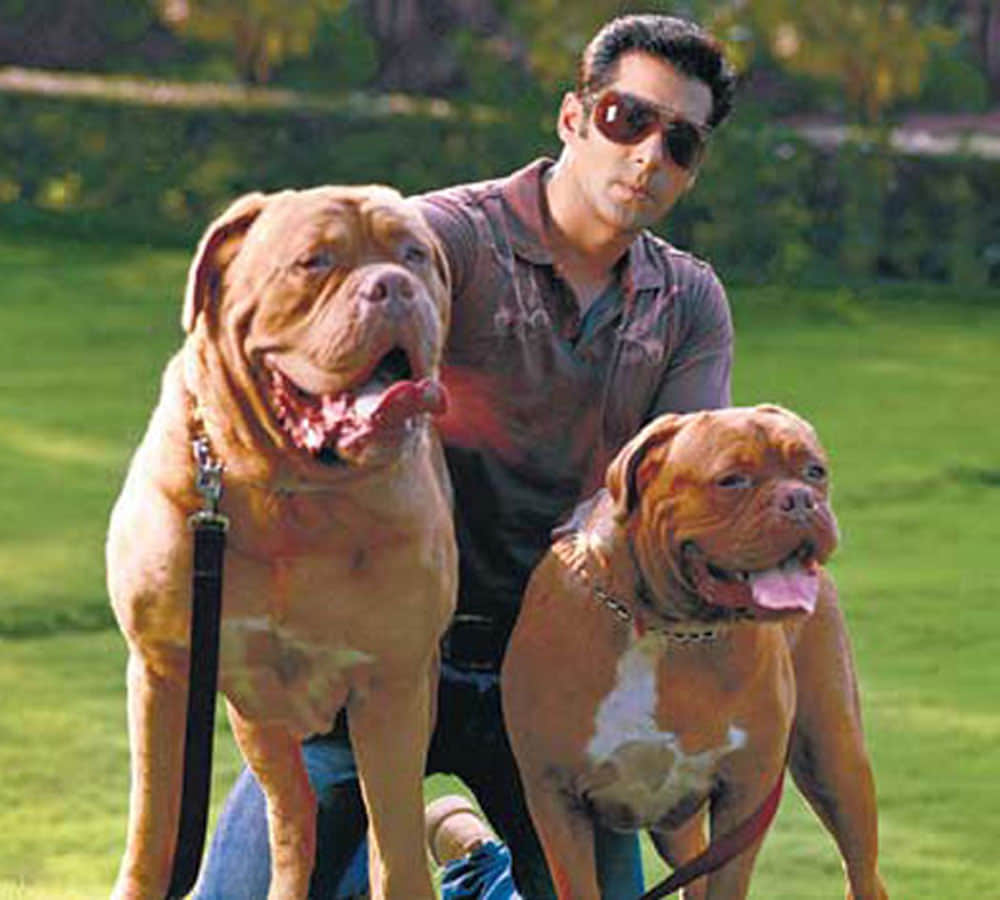 salman khan loves his dogs and spends too much money on them