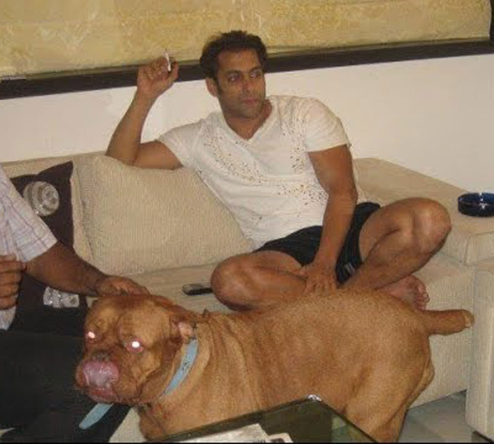 salman khan loves his dogs and spends too much money on them