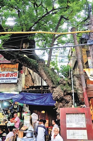 After all the Neem tree 'Azad'