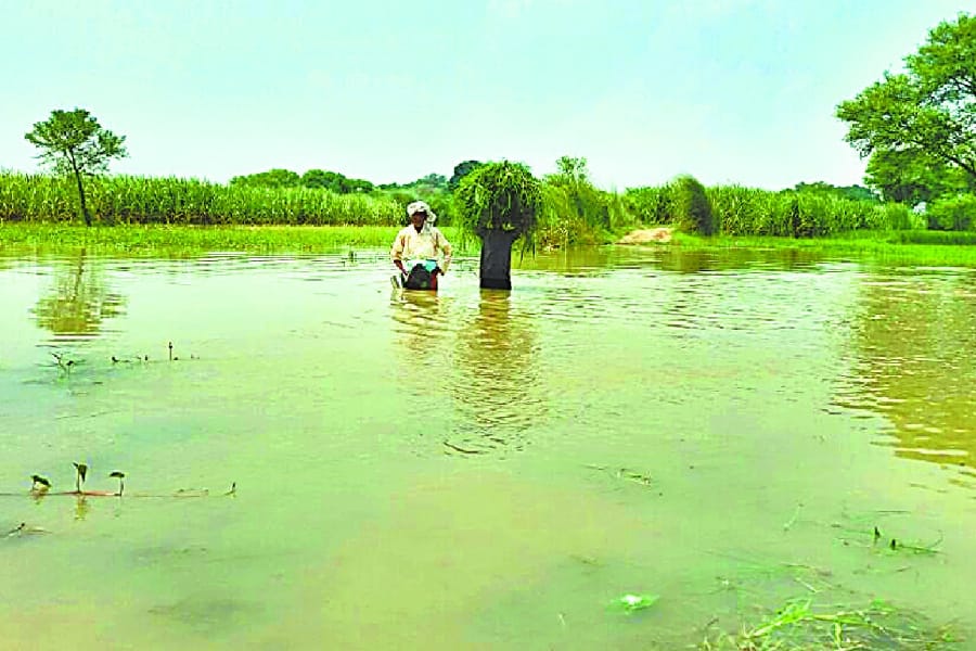 Rising flood in ganjar area