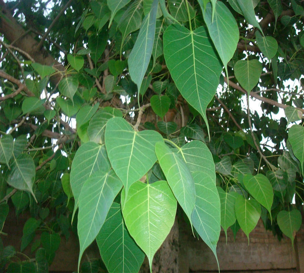 know significance of peepal puja best remedies