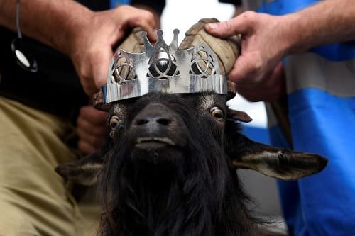 Everything you want to know about Puck Festival in Killorglin at Ireland in UK