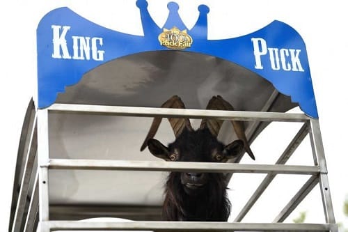 Everything you want to know about Puck Festival in Killorglin at Ireland in UK
