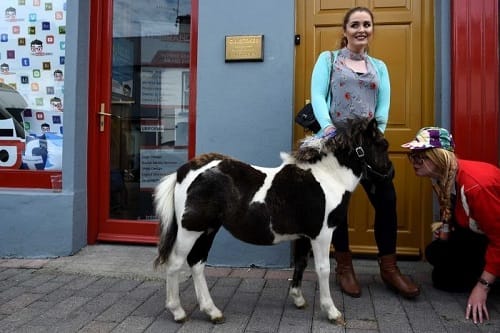 Everything you want to know about Puck Festival in Killorglin at Ireland in UK