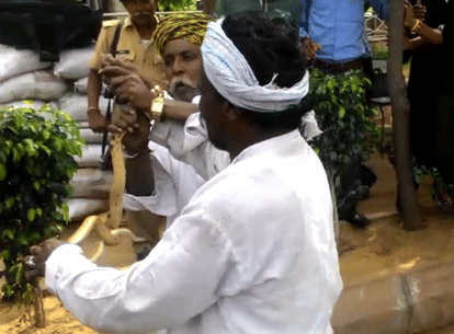 snake in jaipur highcourt