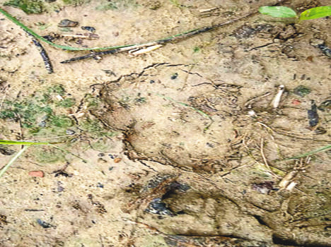 Leopard panic in Madhanganj, cow made hunting