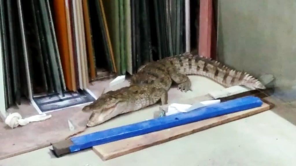 crocodile entered into factory premises in kota 