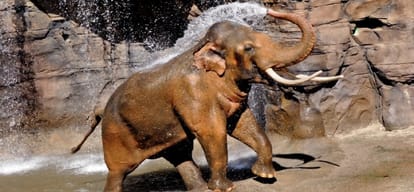 Two people in critical situation after elephant attack 