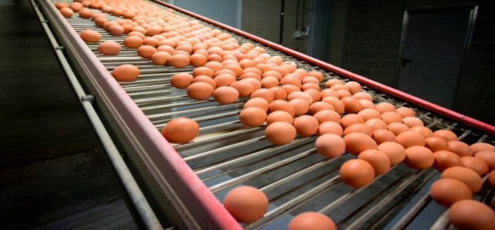How to identify Plastic eggs or fake eggs FSSAI issued guideline