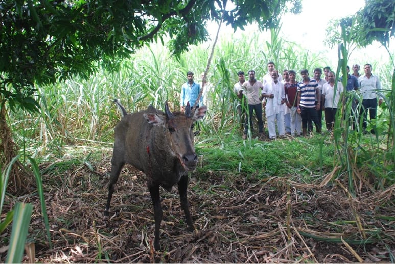 Attacking farmers