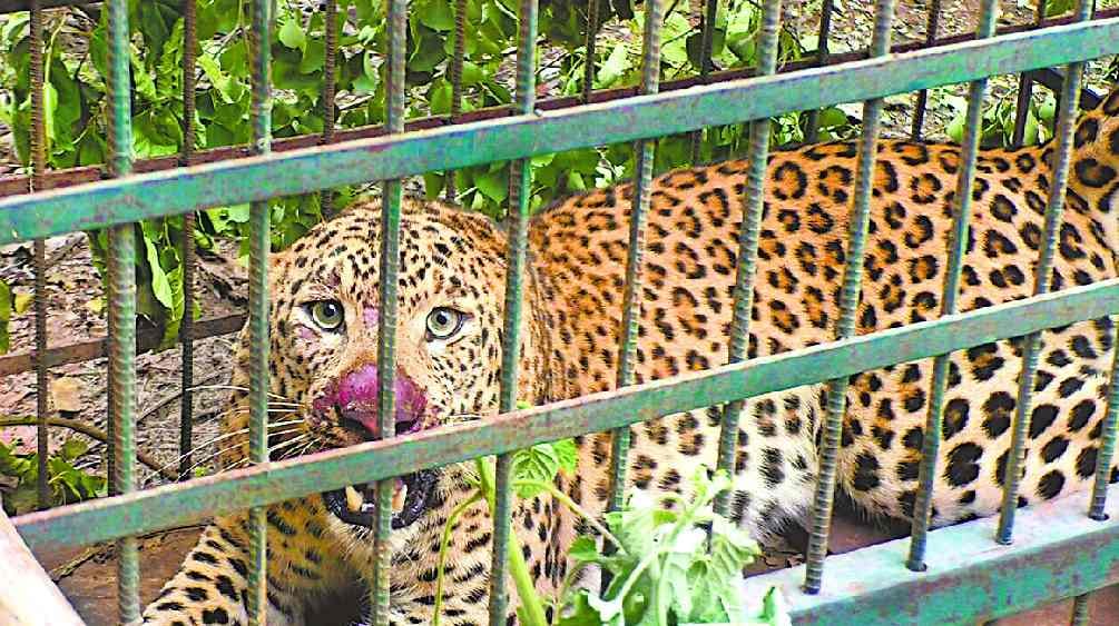 Leopard imprisoned in cage after 57 days of disappearance