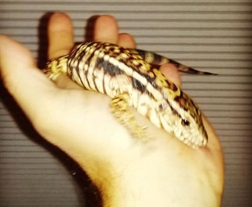 Argentinian lizard enjoys pet status in this house is new internet sensation