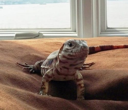 Argentinian lizard enjoys pet status in this house is new internet sensation