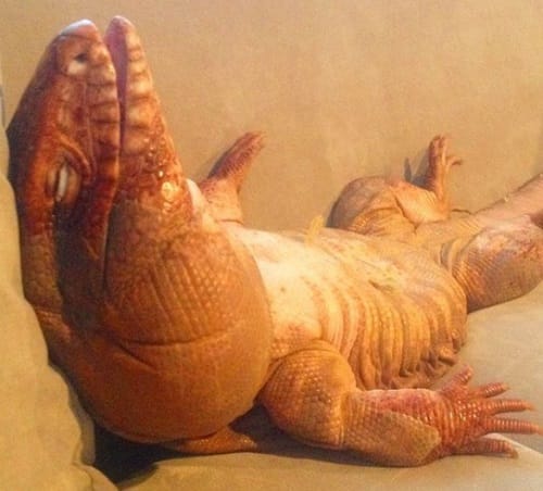 Argentinian lizard enjoys pet status in this house is new internet sensation