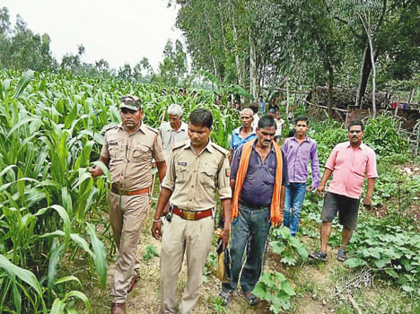 Leopard's Daughter in Maize Farm