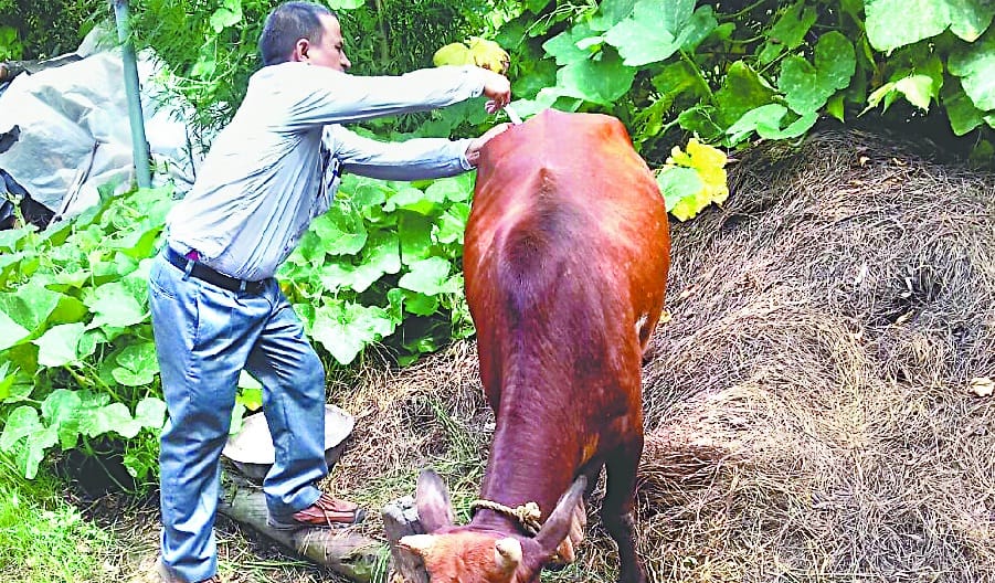 Growth of animals in animals, stir in animal poultry