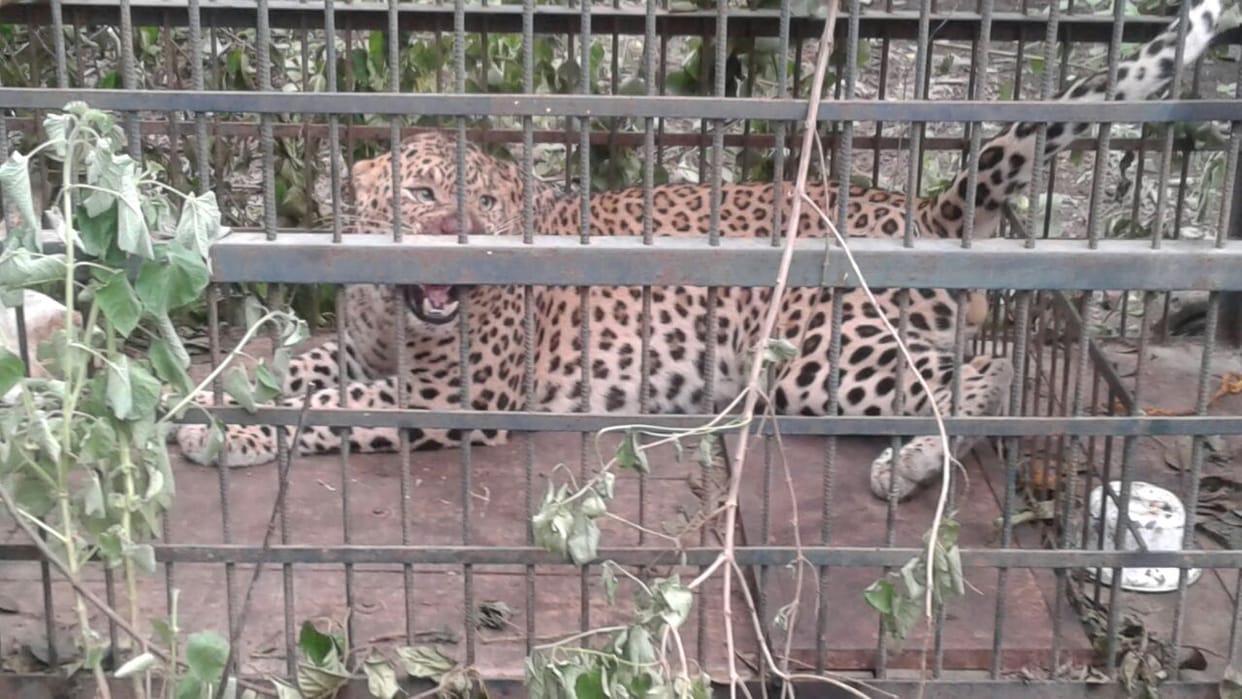 Leopard caught in barabanki