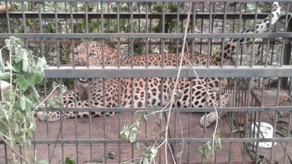Leopard caught in barabanki