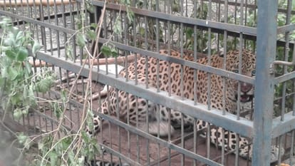 Leopard caught in barabanki