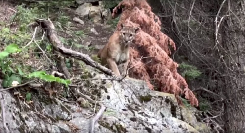 Shocking Film on forest lion in California Sequoia National Forest 