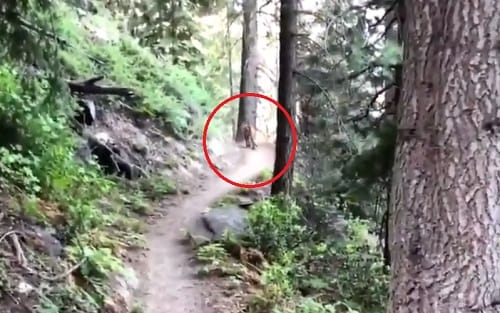 Shocking Film on forest lion in California Sequoia National Forest 