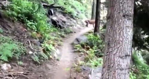 Shocking Film on forest lion in California Sequoia National Forest 