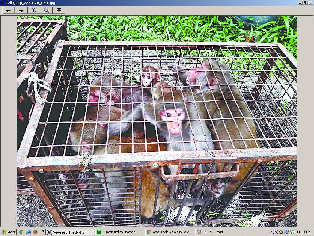 preprations to get rid of monkeys