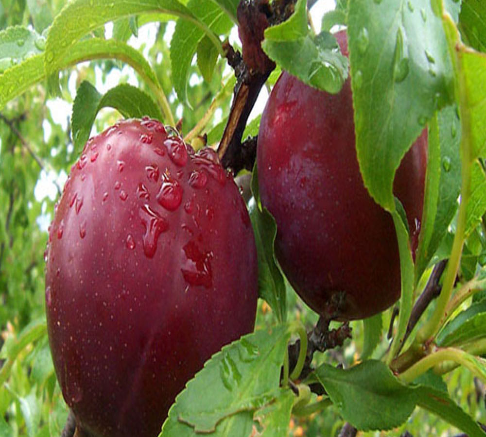 plum
