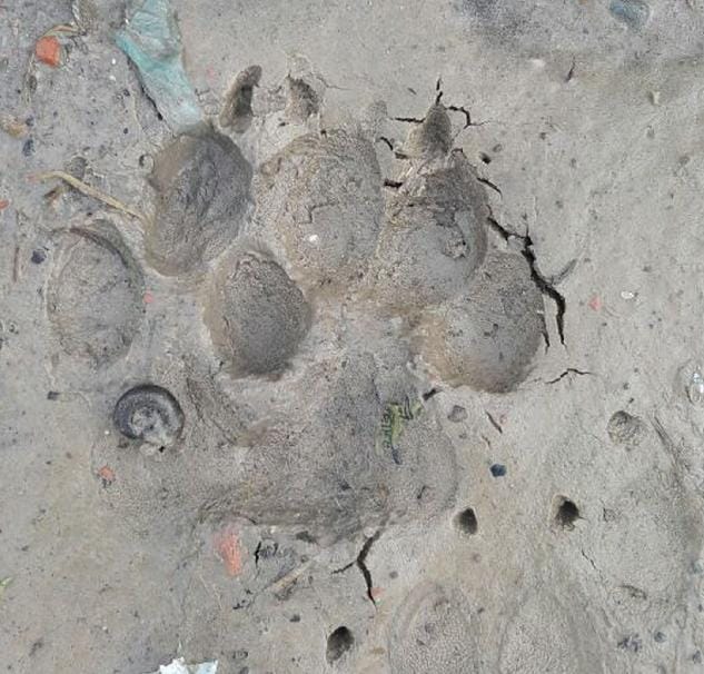 Tigers roaming in the Goshala, wall collapsed
