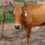 मवेशियों का आधार कार्ड