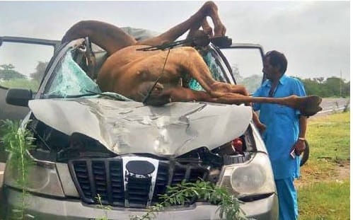 road accident near barmer, a camel died