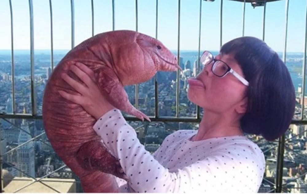 Argentinian lizard enjoys pet status in this house is new internet sensation