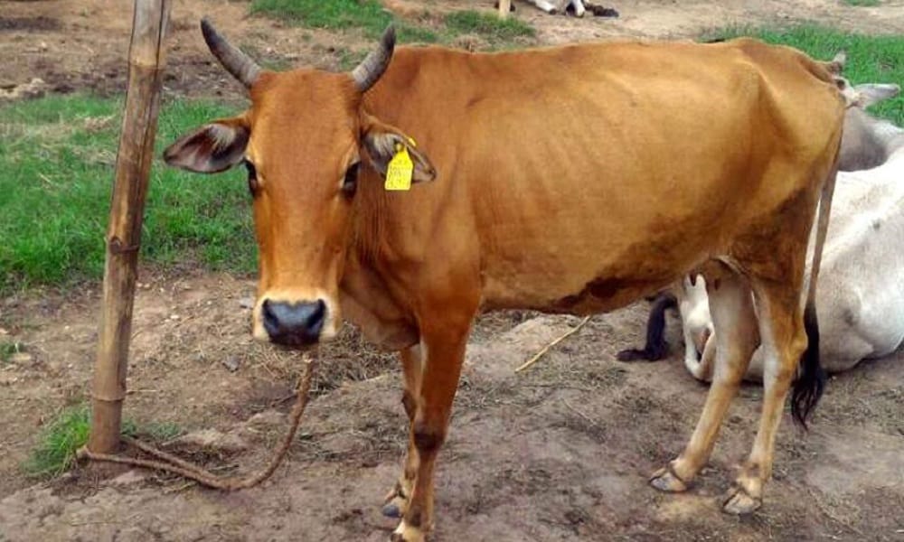 animals will be given Unique identification number by march 2021.
