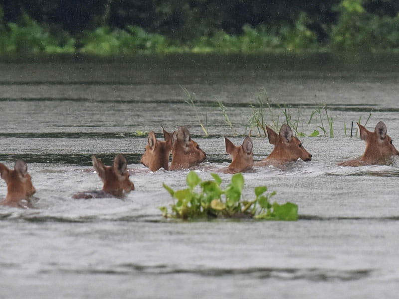 Photos that show the fatal nature Of the floods in assam bihar and up