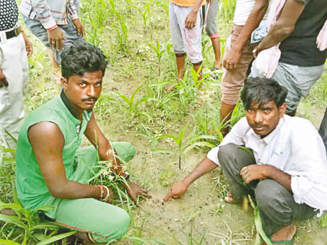 Leopard's panic shocked villagers