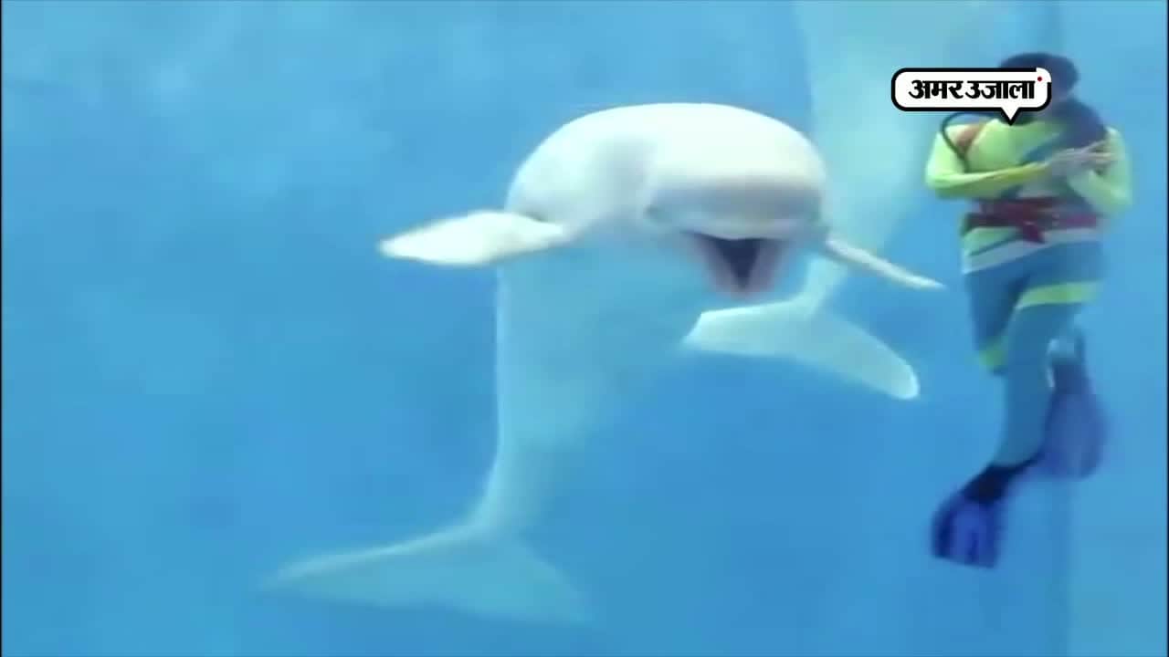 डॉल्फिन